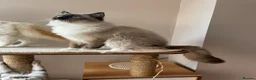 Ragdoll cats for sale: GCCF. Perfect Ragdolls ready to go. - Advert 30