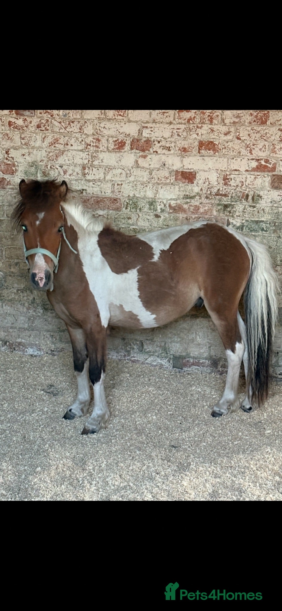 Welsh Section D horses Shetland x miniature horse colt  - Advert 8