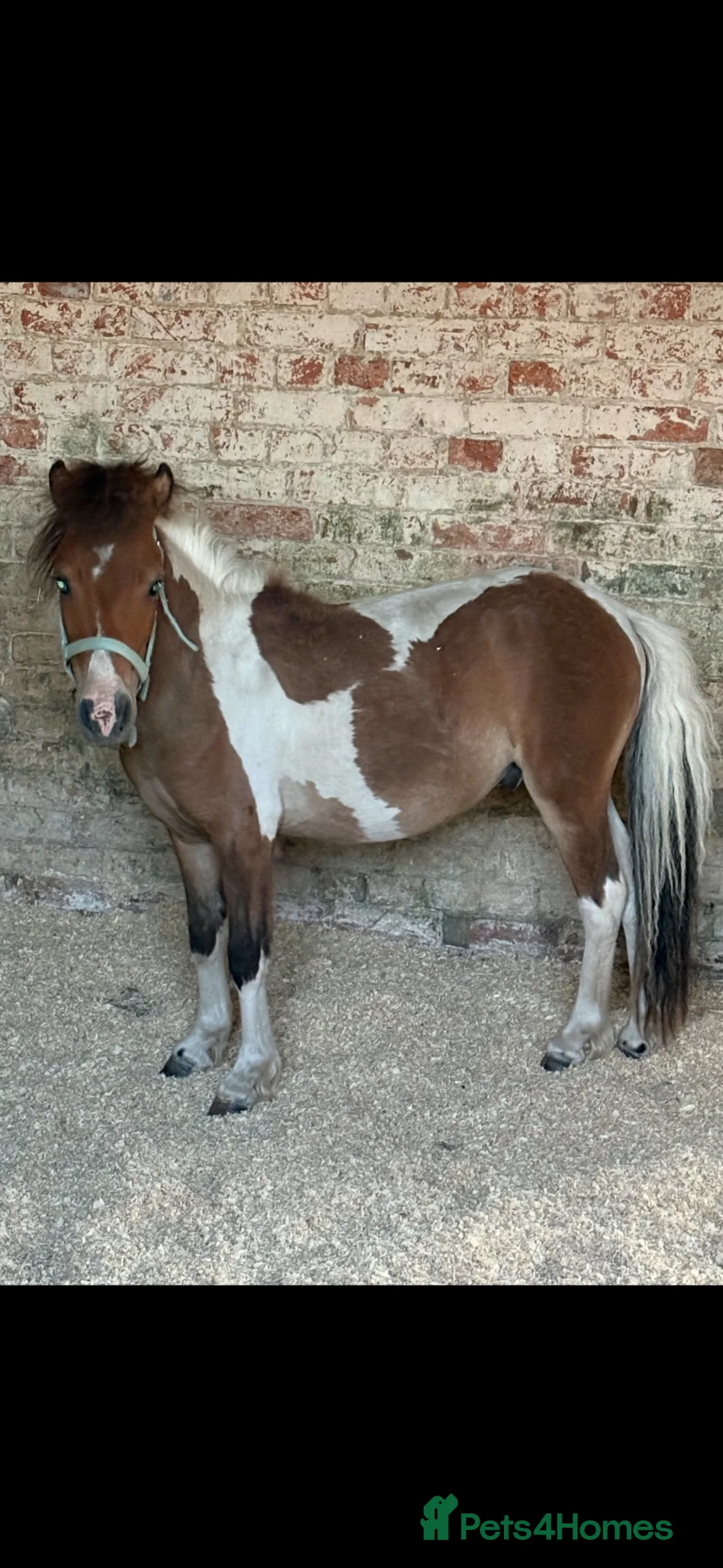 Welsh Section D horses for sale: Shetland x miniature horse colt  - Advert 2