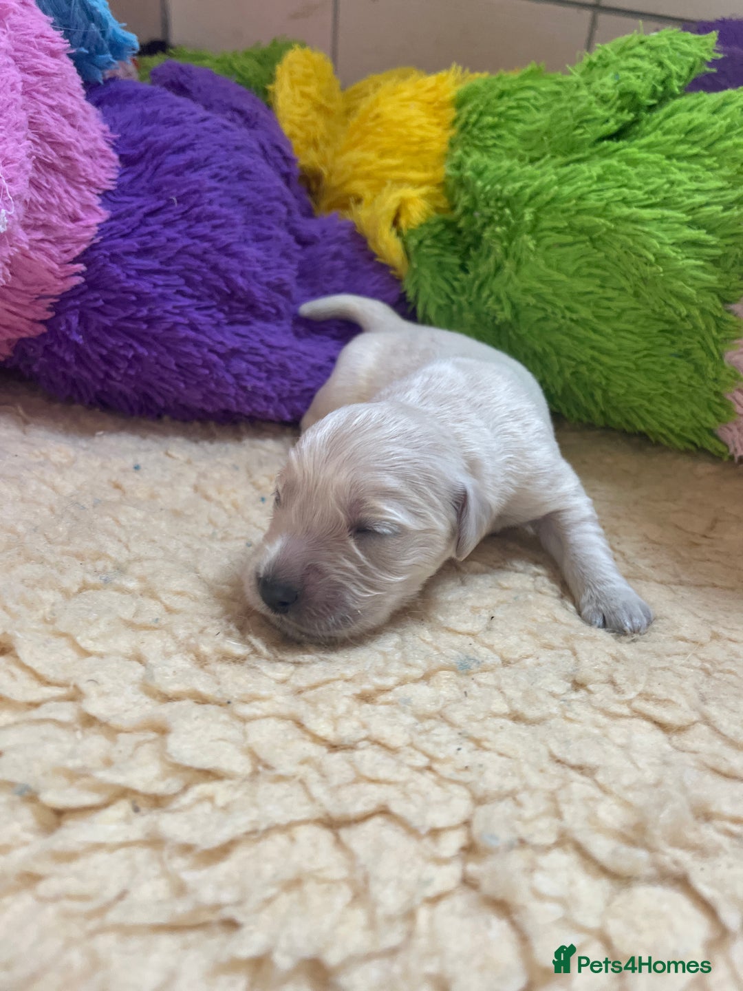 Golden Retriever dogs for sale: Exceptional Golden retriever puppies - Image 9
