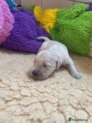 Golden Retriever Puppy 1