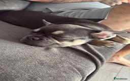 French Bulldog dogs for sale: Beautiful French bulldog puppy for sale - Image 2