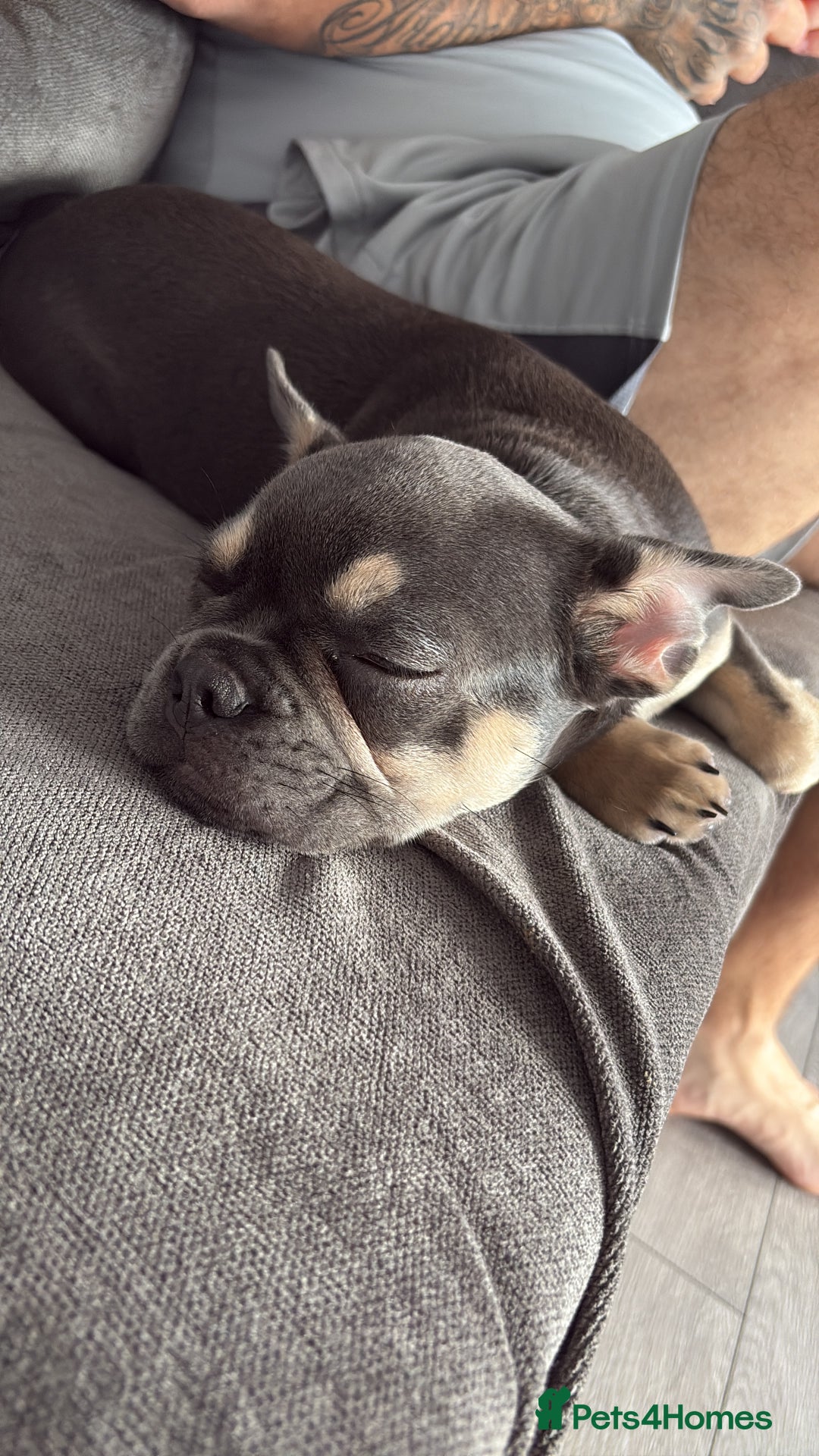 French Bulldog dogs for sale: Beautiful French bulldog puppy for sale - Image 2