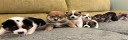 Mixed Breed dogs for sale: Pomskiba Inu Puppies. Shiba Inu x Pomsky - Advert 3