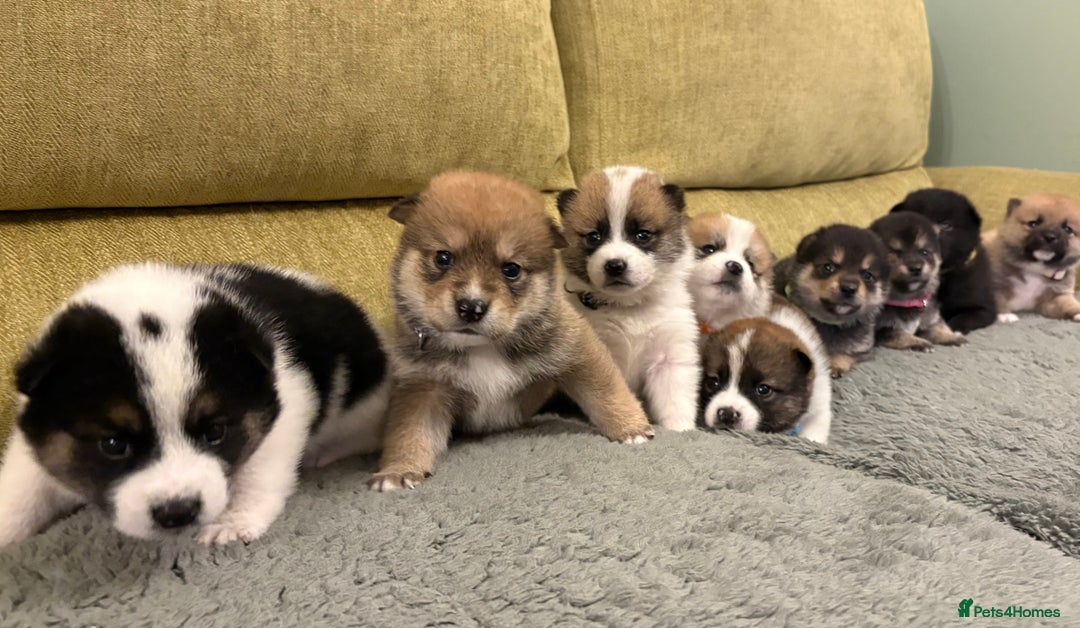 Mixed Breed dogs for sale: Pomskiba Inu Puppies. Shiba Inu x Pomsky - Advert 3