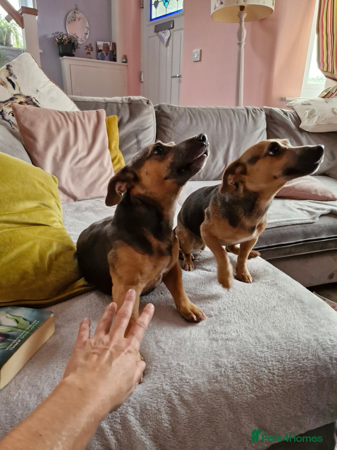 Jack Russell dogs for stud: Blue/lilac JACK russell stud  - Advert 7