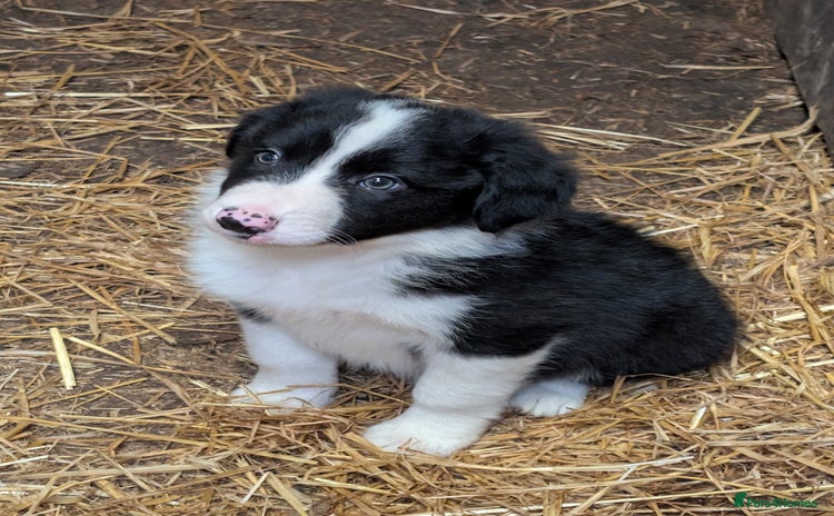 Border Collie dogs - Advert 13