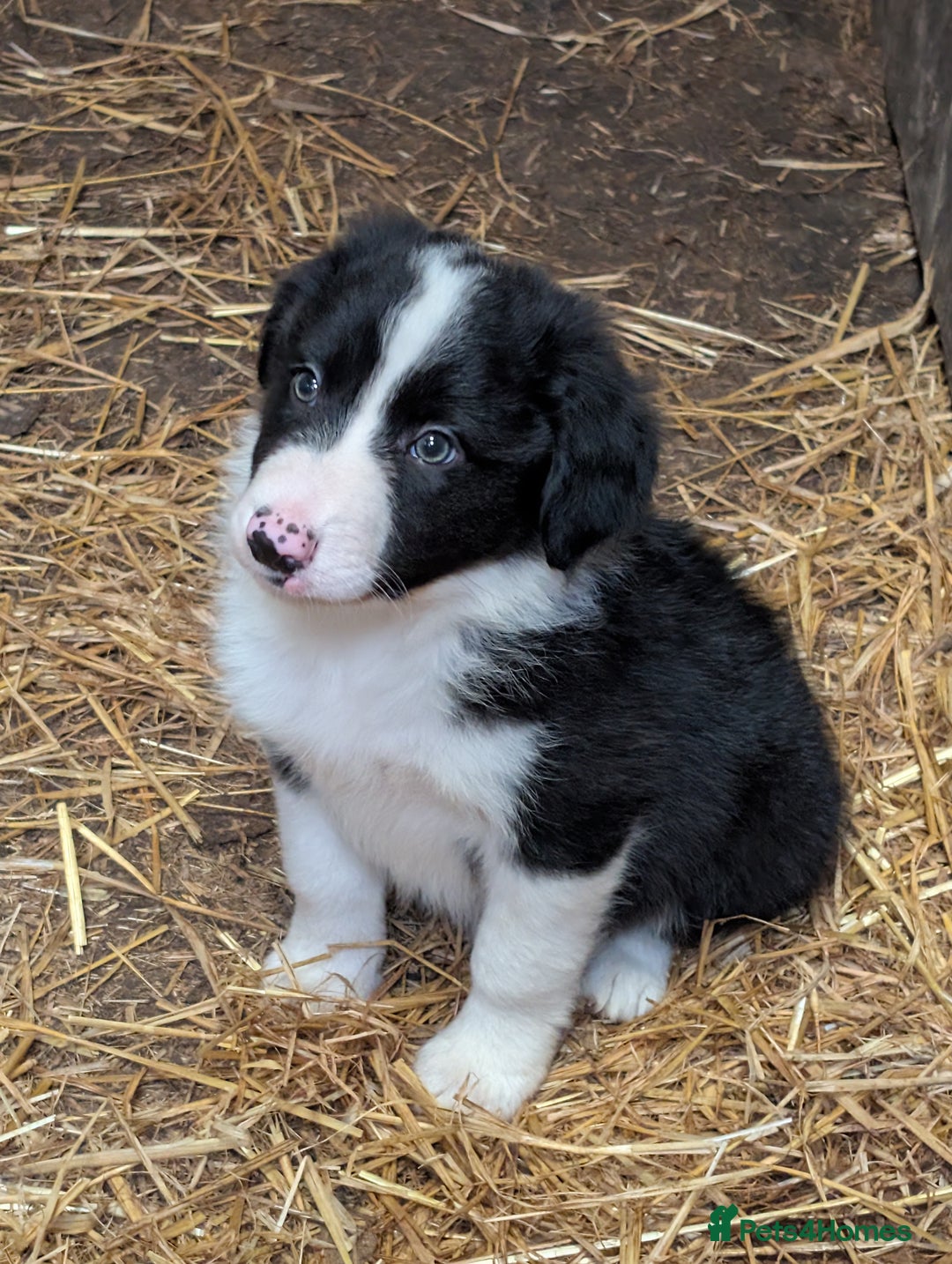 Border Collie dogs for sale: Border Collie pups - Image 1