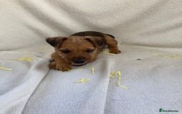 Lakeland Terrier dogs for sale: Lakeland terrier  - Image 2