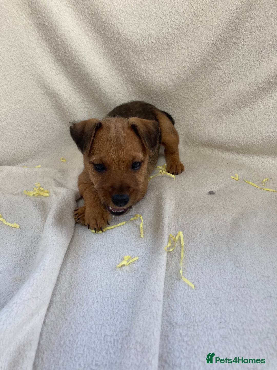 Lakeland Terrier dogs for sale: Lakeland terrier  - Image 2