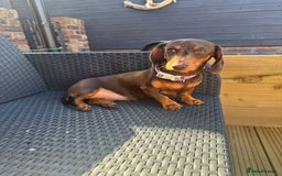 Miniature Dachshund dogs for sale: Chocolate and tan female dachshund  - Image 1