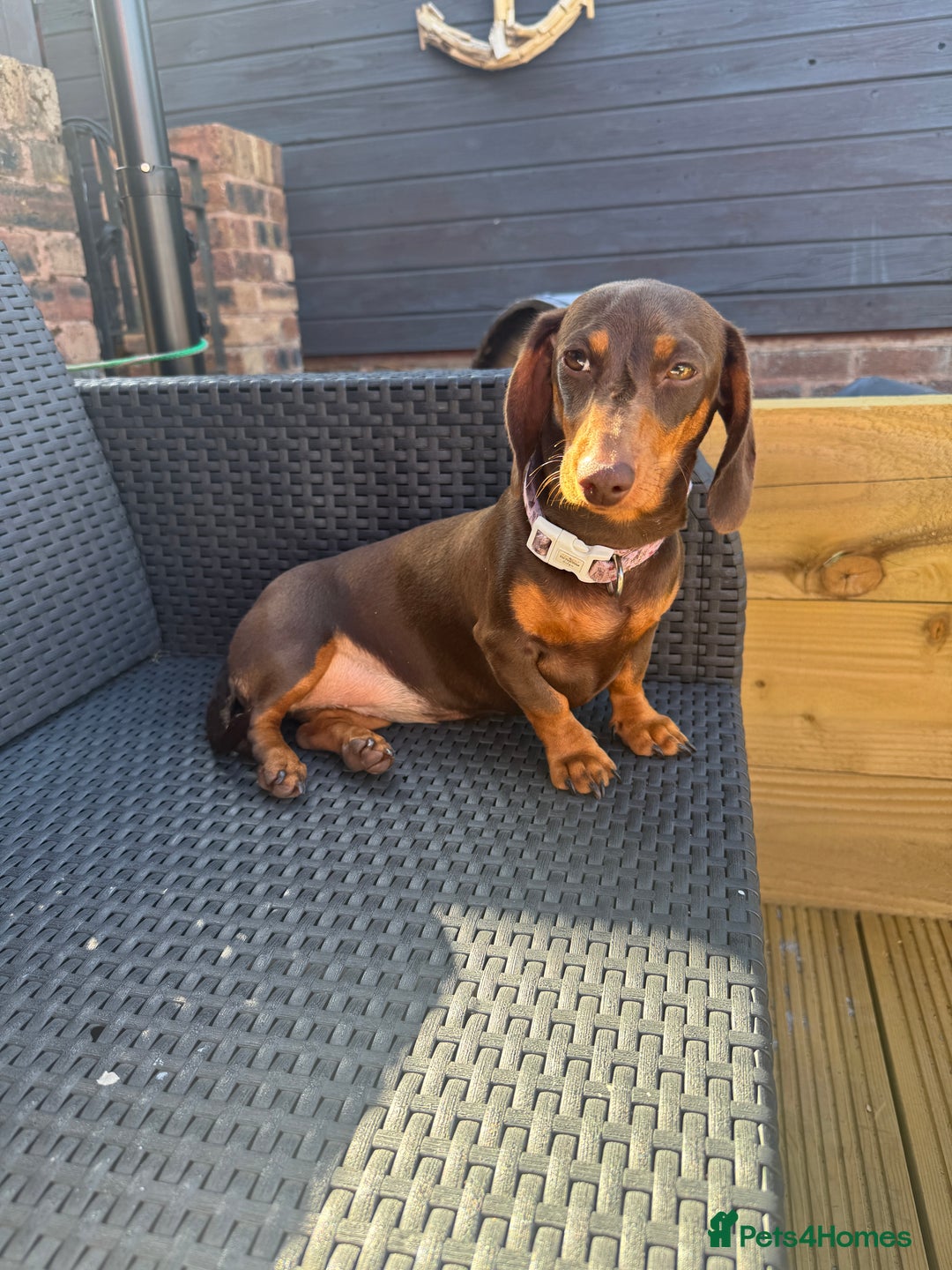 Miniature Dachshund dogs for sale: Chocolate and tan female dachshund  - Image 1