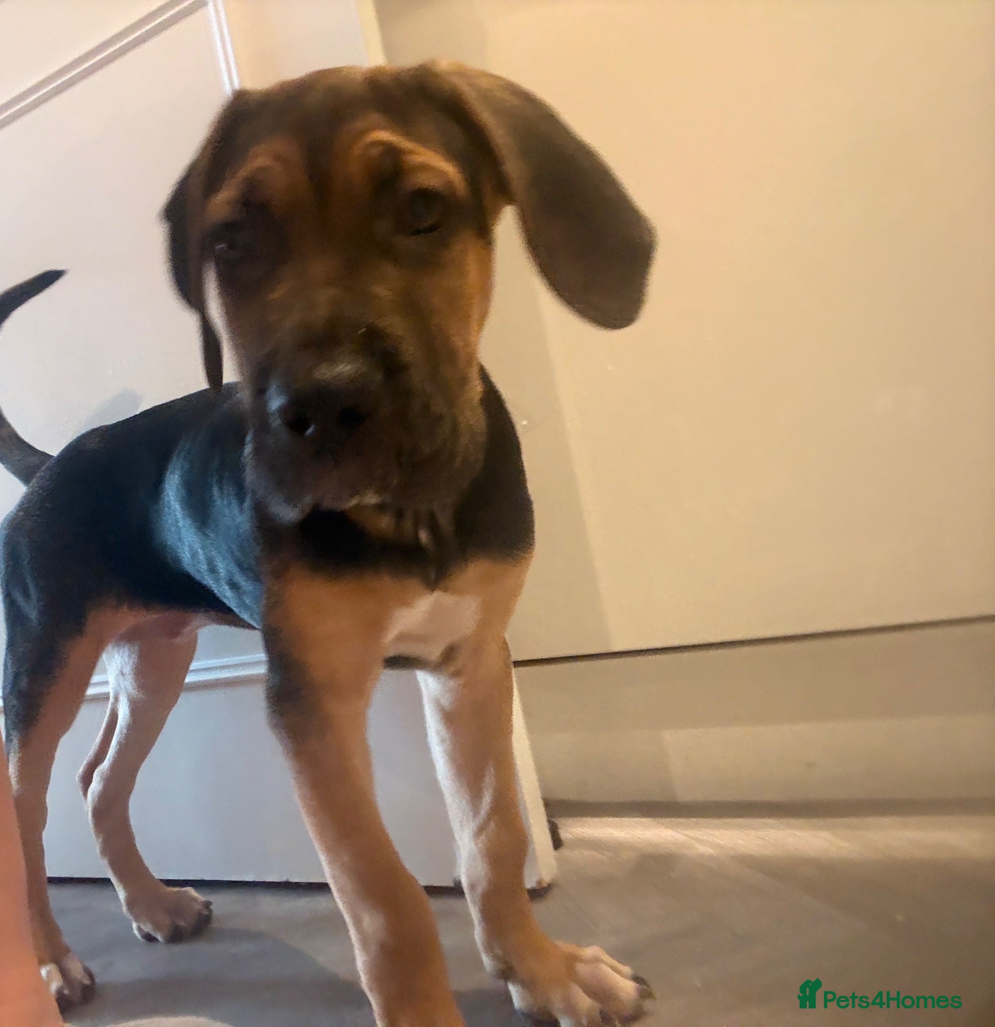 Cane Corso dogs Black & Tan Cane Corso Loving Home Wanted - Advert 1