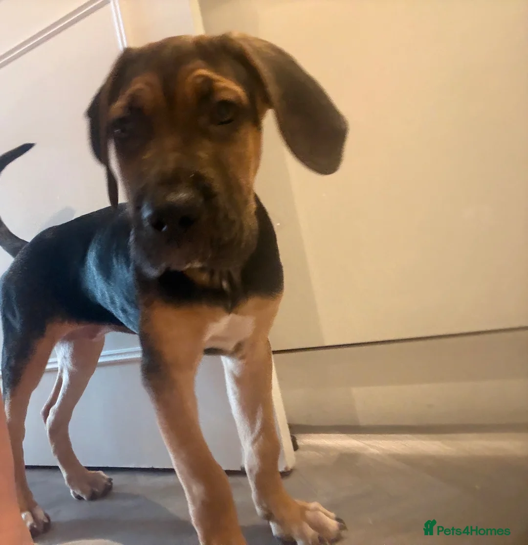 Cane Corso dogs for sale: Black & Tan Cane Corso Loving Home Wanted - Advert 1
