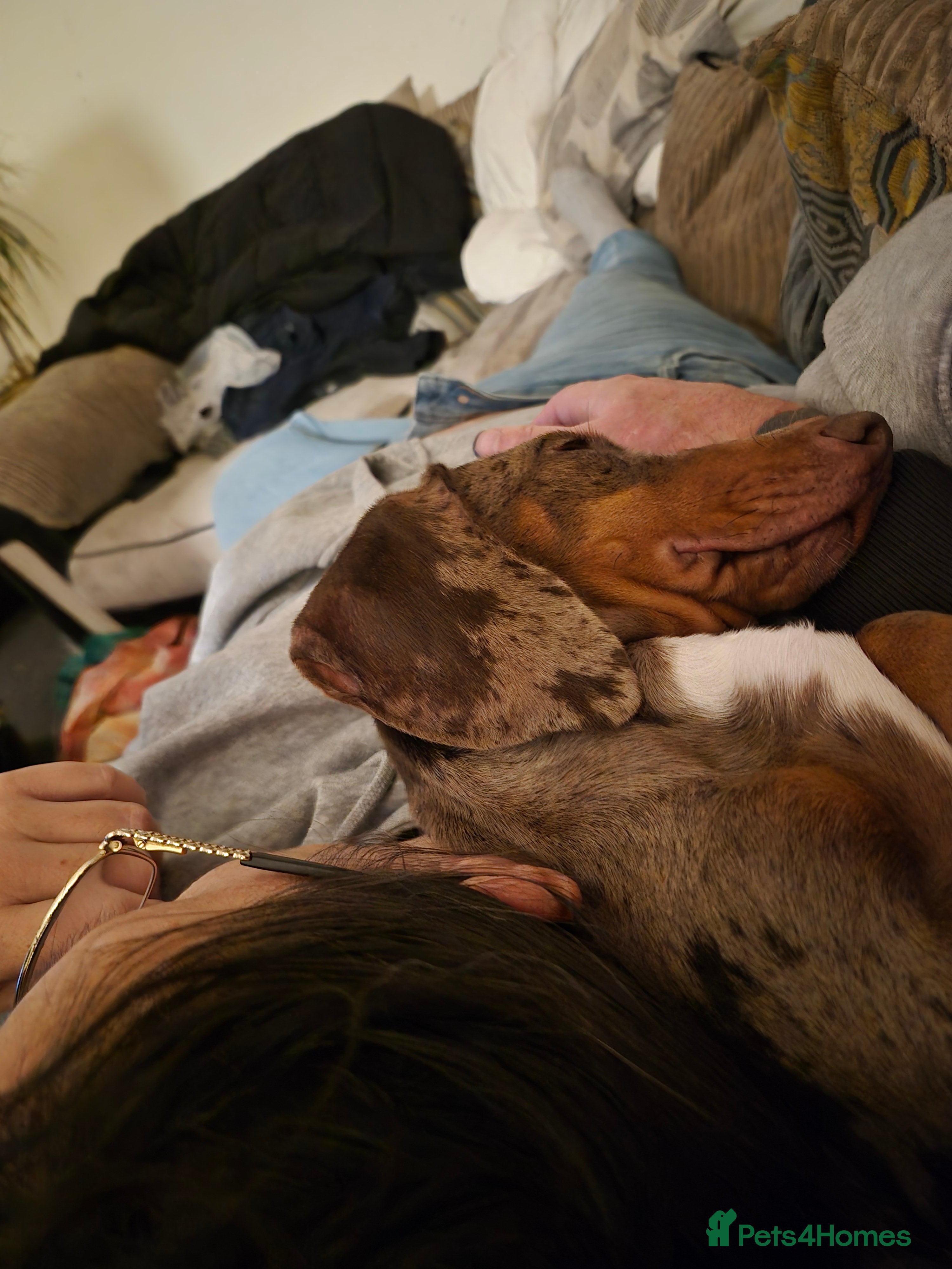 Dachshund dogs Walter - Advert 1