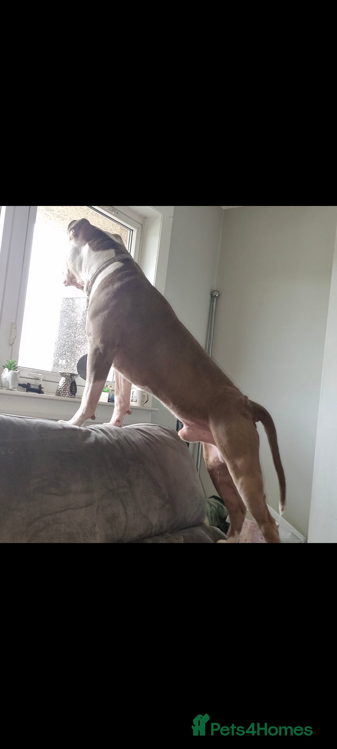 American Bulldog dogs for stud: 2 year old American Bulldog for stud - Advert 8