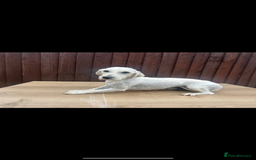 Goldendoodle dogs for sale: 2 stunning goldendoodle girls for sale   - Image 2
