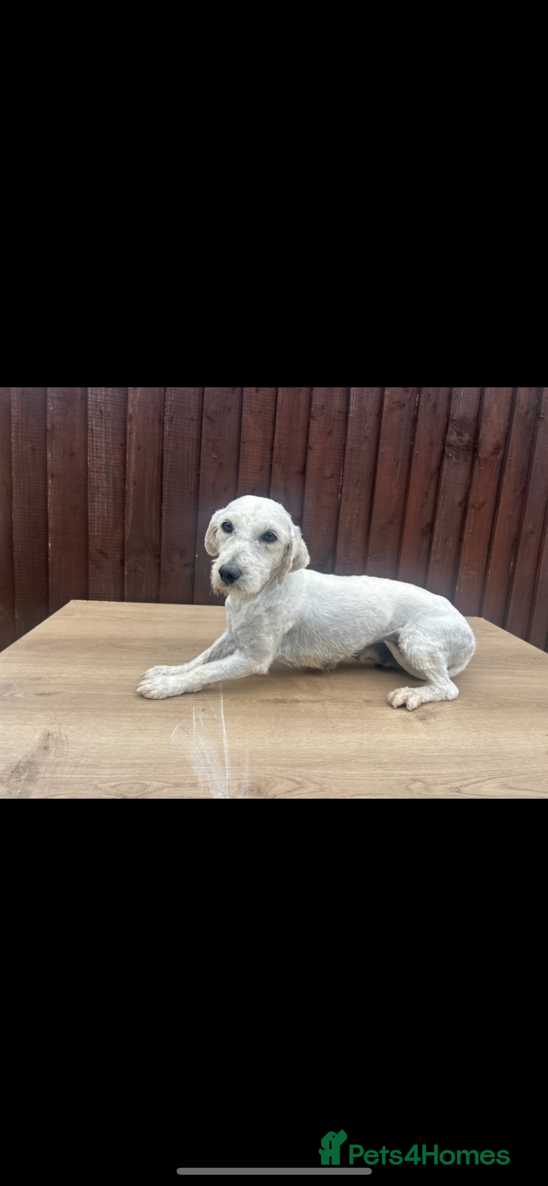 Goldendoodle dogs for sale: 2 stunning goldendoodle girls for sale   - Image 2