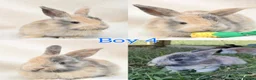 Mini Lop rabbits for sale: Baby Mini Lops for Sale - Advert 5
