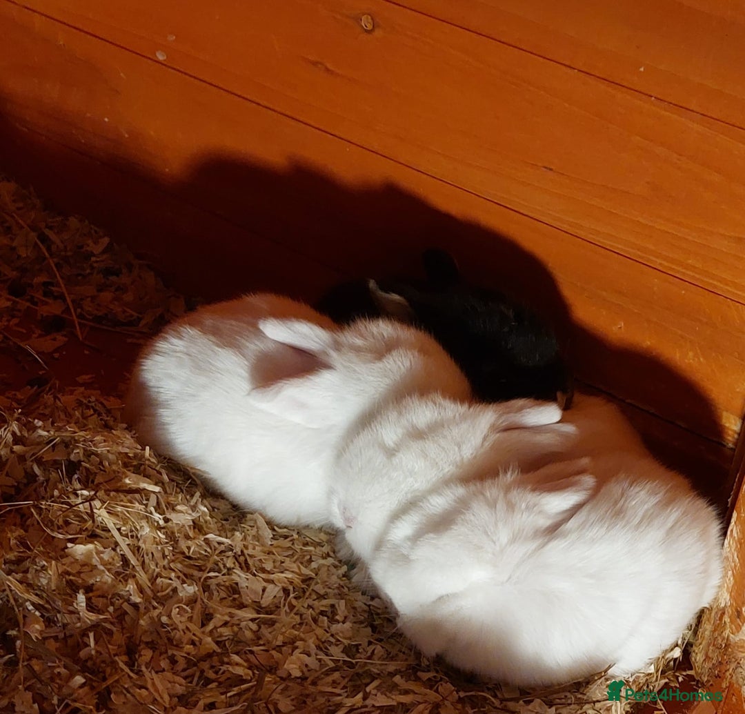 Mini Lop rabbits for sale: ❤️Purebread mini lops for sale❤️ - Advert 14