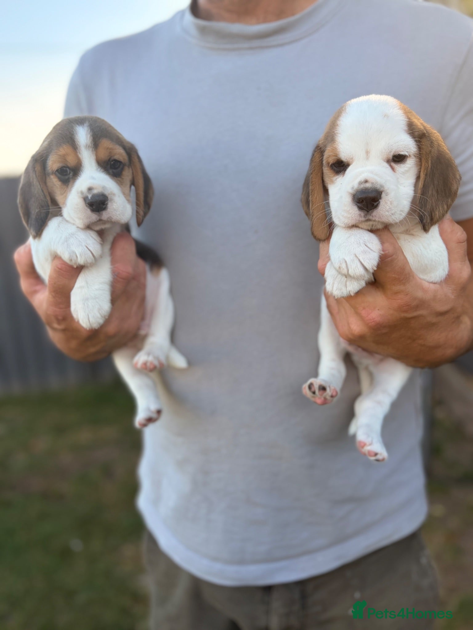 Beagle dogs for sale: KC reg beagle puppies.  - Advert 2