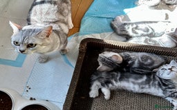 British Shorthair cats for sale: Gorgeous British Shorthair Babies.  - Image 15