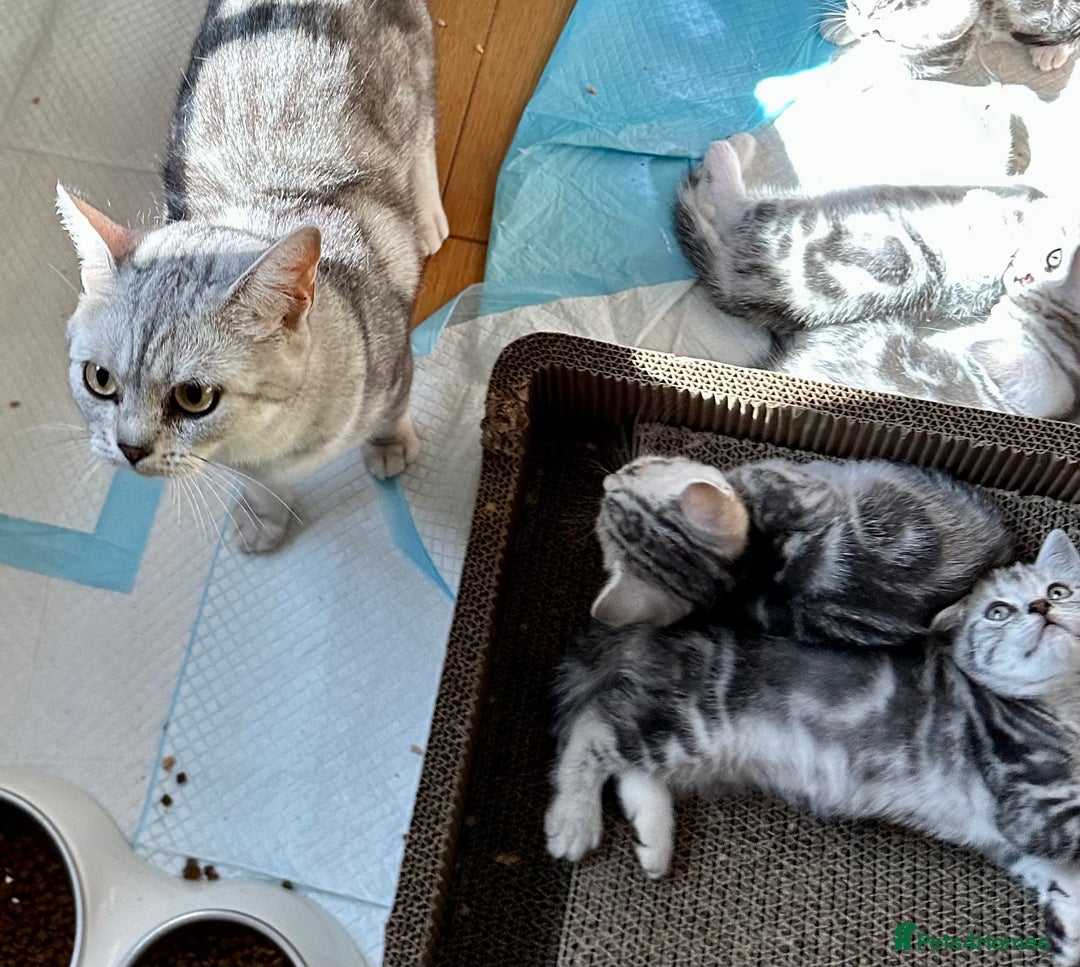 British Shorthair cats for sale: Gorgeous British Shorthair Babies.  - Image 15