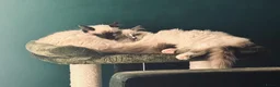 Ragdoll cats for sale: 3 beautiful Lilac point Ragdoll Kittens in Fleetwood - Advert 8