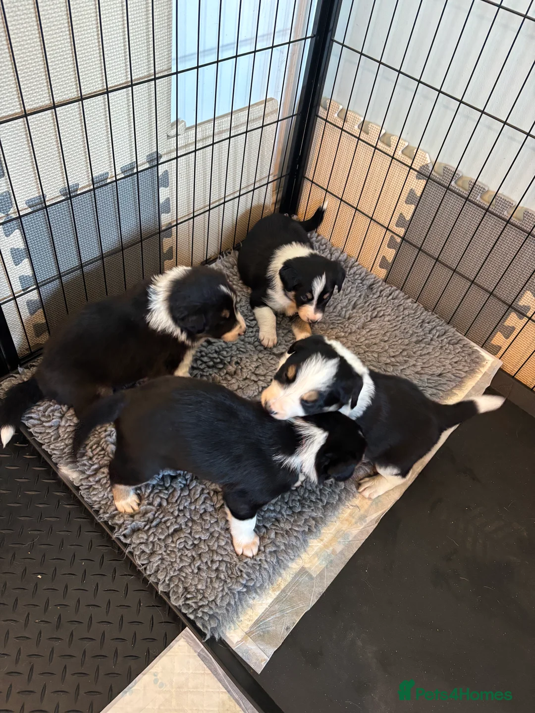 Border Collie dogs for sale: Border Collie Puppies  - Advert 7