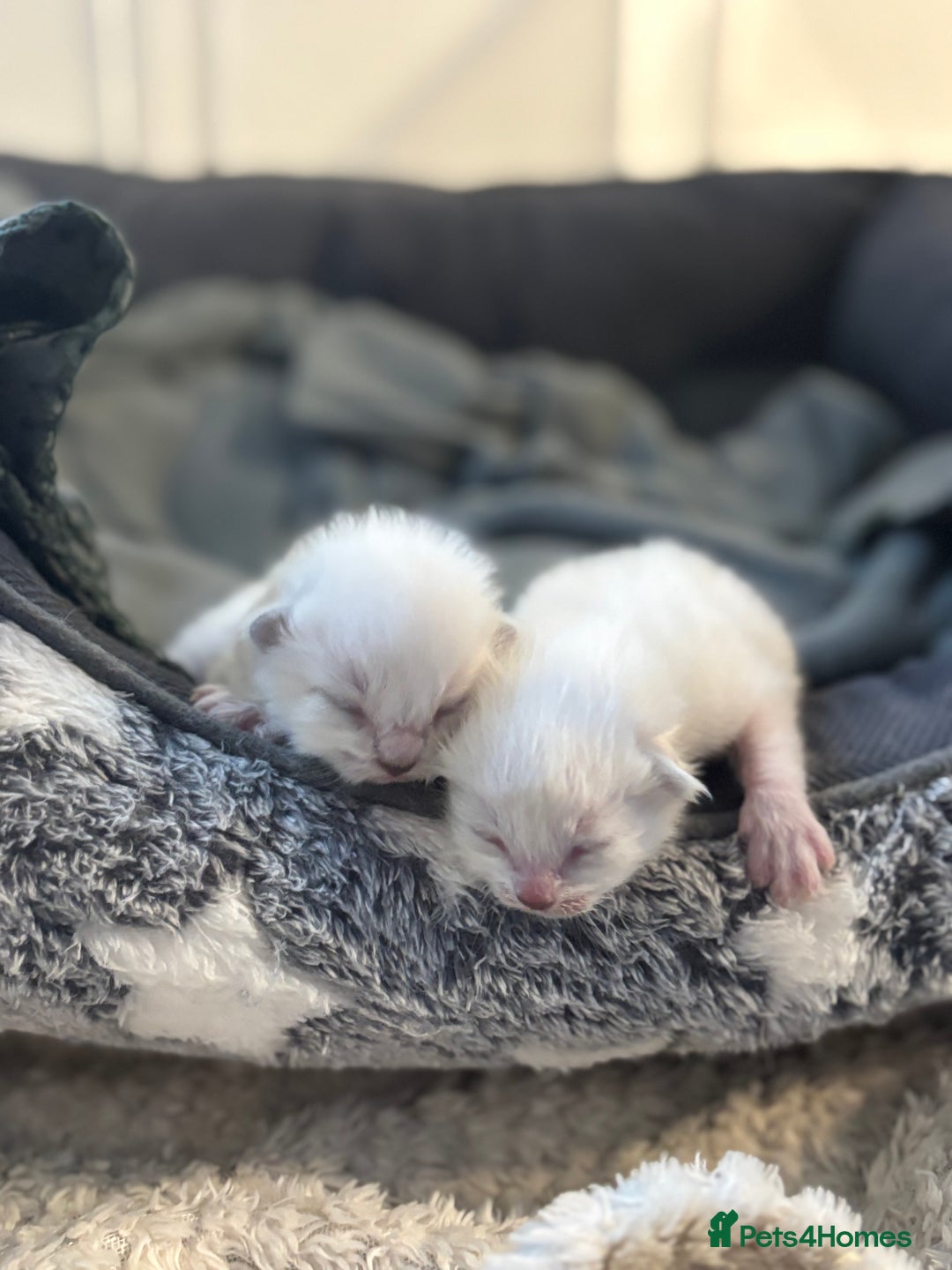 Ragdoll cats for sale: Ragdoll kitten  - Image 2