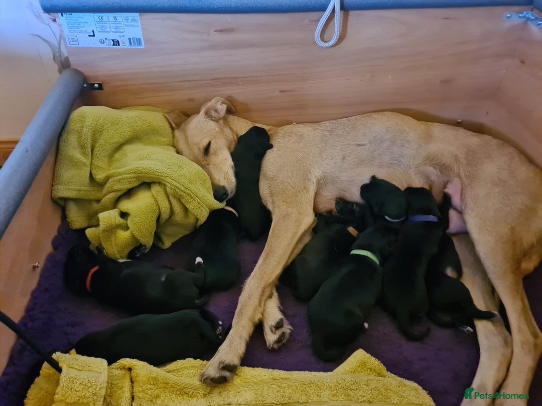 Mixed Breed dogs for sale: 10 Beautiful bedlington whippet x lurcher puppies! - Image 11