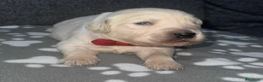 Golden Retriever Puppy 3