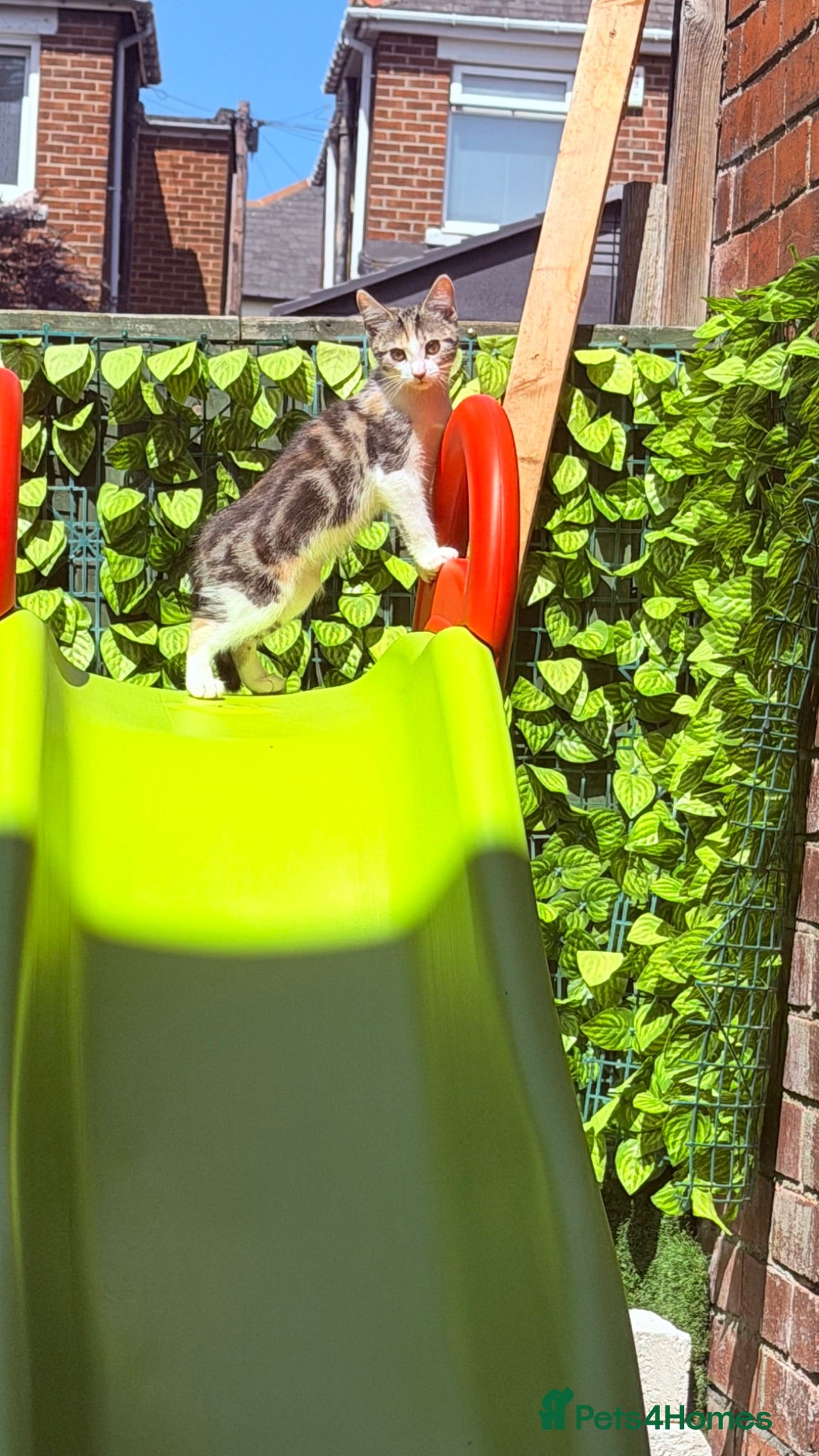 Mixed Breed cats 🩵Last Boy&Girl No Deposit-Ready to Go🩵 - Advert 1
