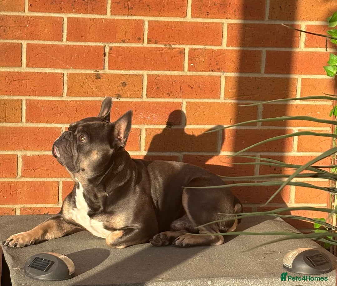 French Bulldog dogs for sale: French bull dog - Image 2
