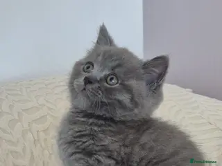 British Shorthair cats Beautiful British Shorthair Kittens for Sale - Advert 4