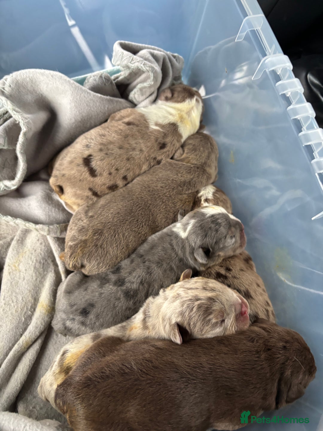 English Bulldog dogs for sale: Bulldog Puppies Champion bloodlines - Advert 7