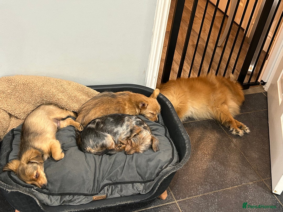 Mixed Breed dogs for sale: X2 Dauchshund/ Pomeranian pups - Image 21