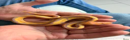 Python Snake reptiles for sale: Beautiful Banana Clown  - Advert 2