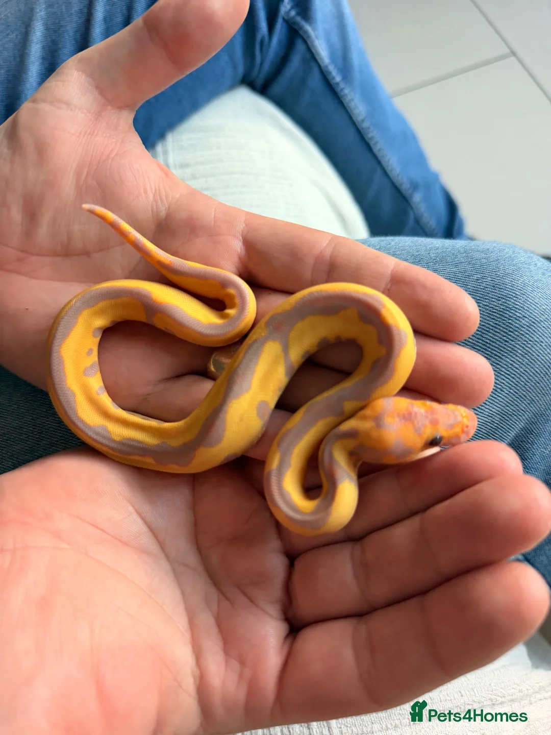 Python Snake reptiles for sale: Beautiful Banana Clown  - Advert 2