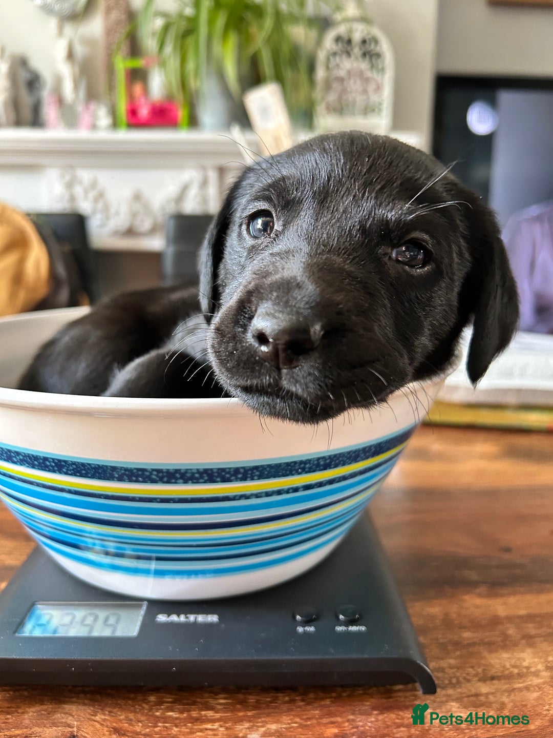 Labrador Retriever dogs for sale: Beautiful Labrador puppies 4 coats colour  - Image 31
