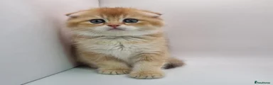 Yashah - Scottish Fold
