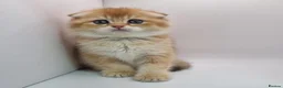 Scottish Fold cats for sale: Beautiful TICA Registered Scottish Fold Kittens - Advert 8