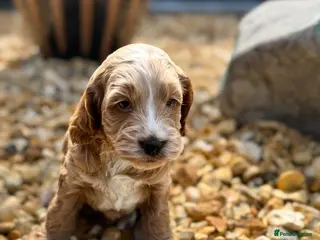Cockapoo dogs F1 show line cockapoo puppies - Advert 3