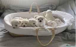 Maltese dogs for sale: Gorgeous Maltese Puppies For Sale. - Image 1