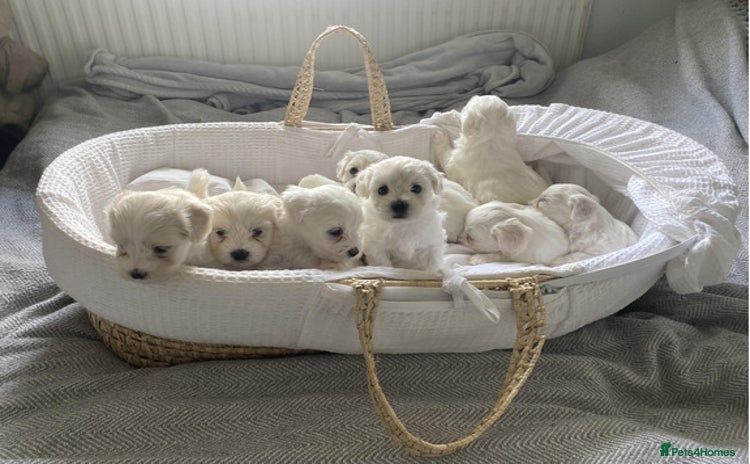 Maltese dogs - Advert 1