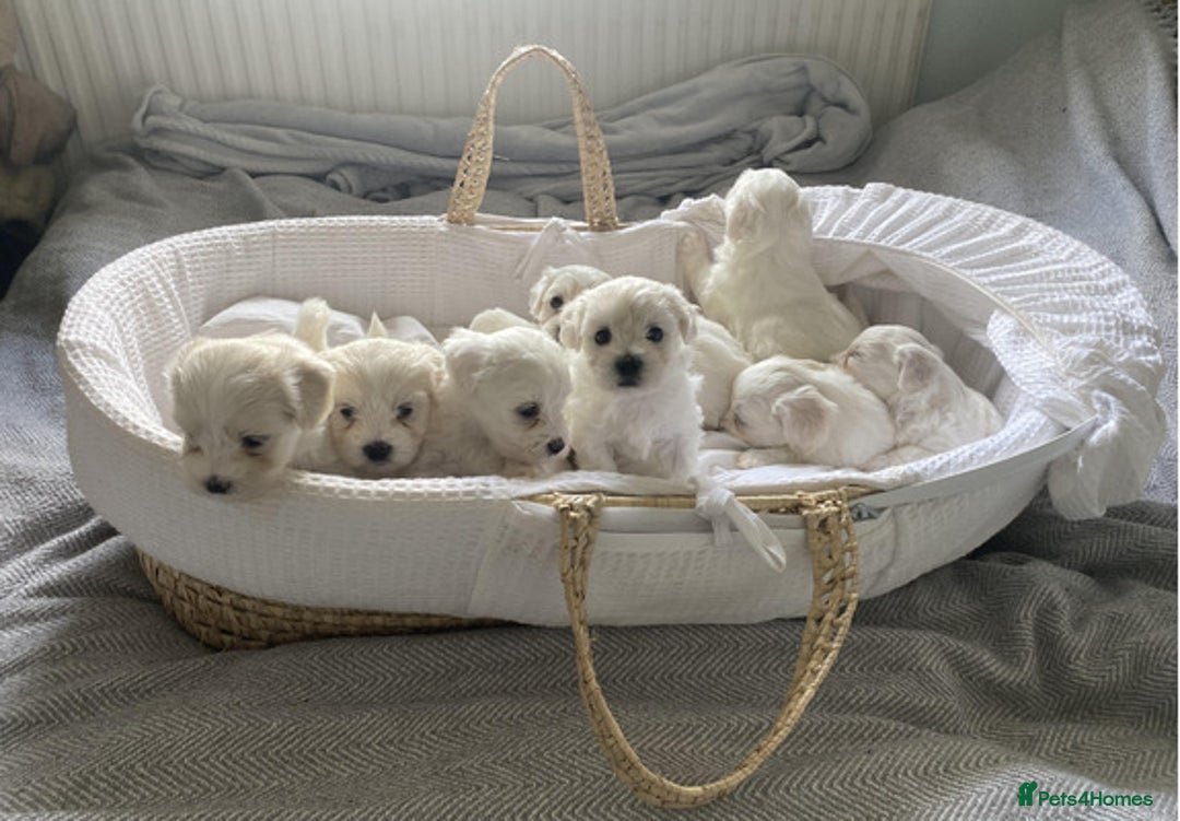 Maltese dogs for sale: Gorgeous Maltese Puppies For Sale. - Image 1