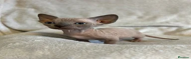 Sphynx Kitten 6