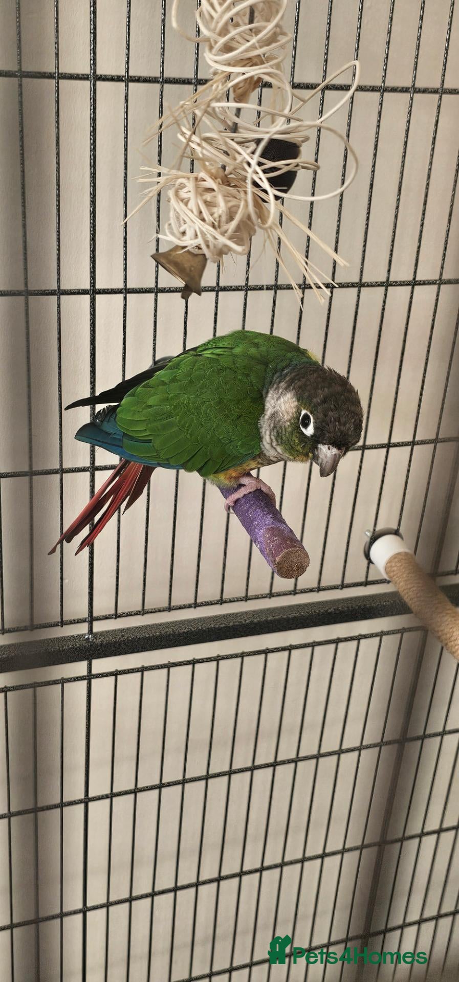 Conures birds Green cheeked conure for sale with good size cage  - Advert 1
