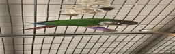 Conures birds for sale: Green cheeked conure for sale with good size cage  in Rochdale - Advert 1