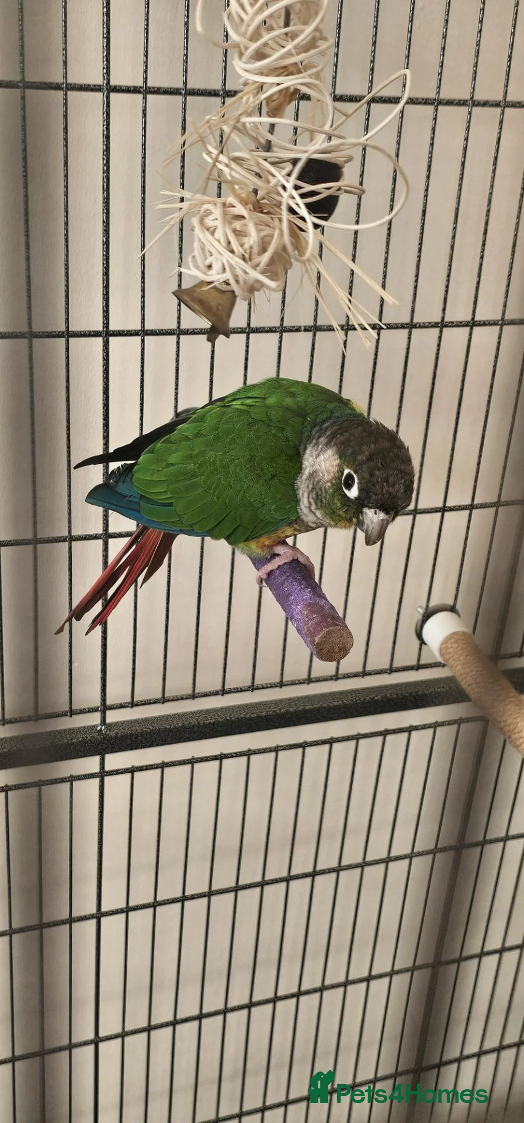 Conures birds for sale: Green cheeked conure for sale with good size cage  in Rochdale - Advert 1